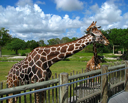 City Tour no Zoo Miami