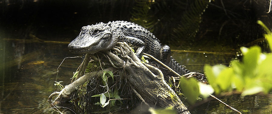Crocodilo no Parque Nacional Everglades