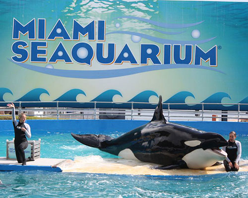 City Tour no Miami Seaquarium