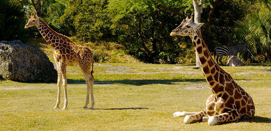 Miami Metro Zoo City Tour